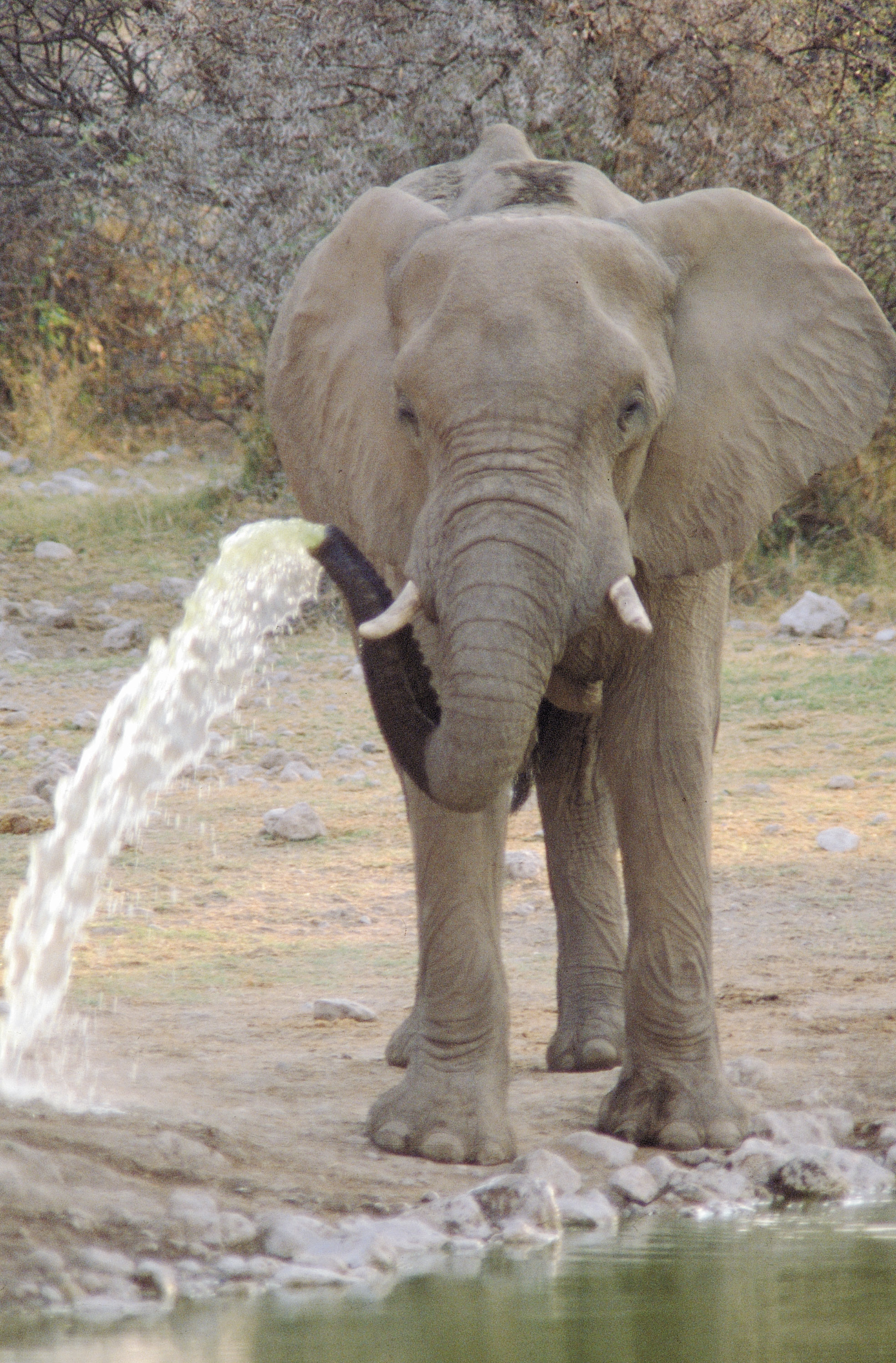 elephhant 1523