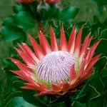 King Protea (Protea cynaroides). Pilaarkop, Riviersonderend Mountains, Western Cape, South Africa