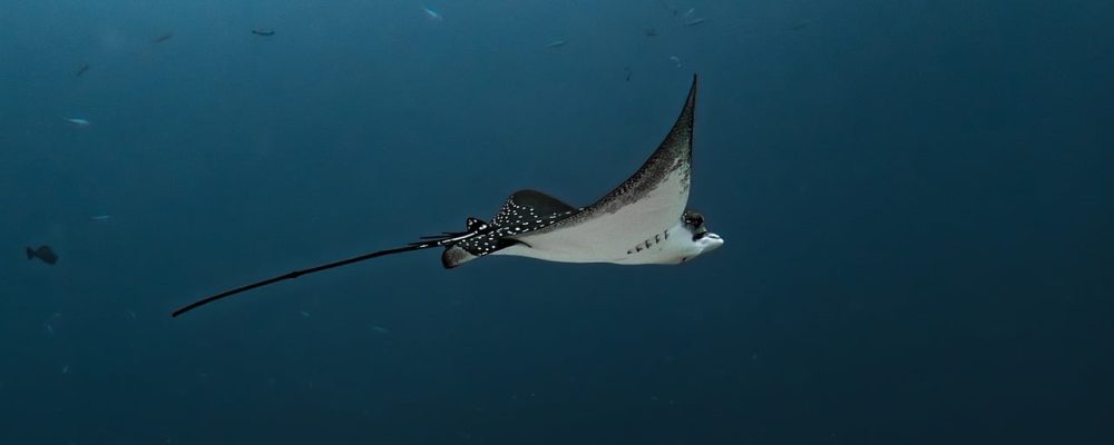 eagle rays, smelled, nature, dive, underwater, fishes, underwater world, sea, underwater photography, ocean