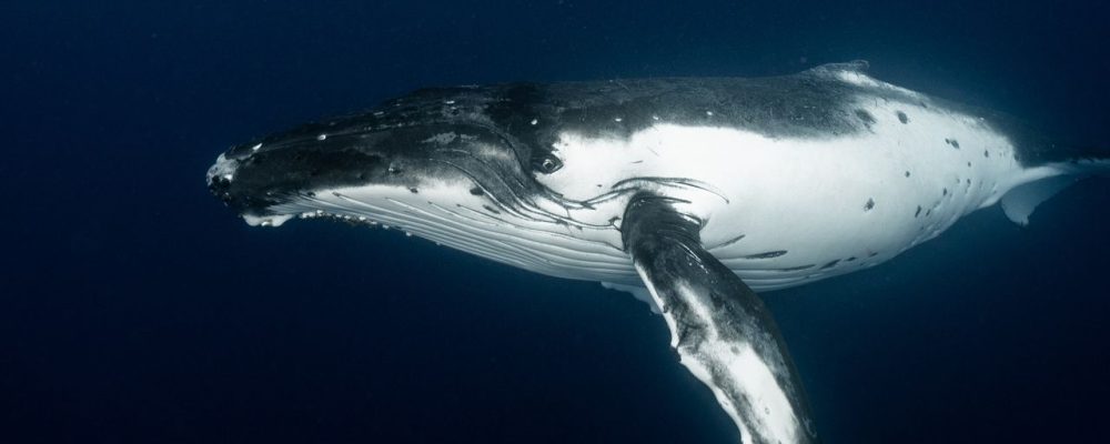 Side view of amazing humpback whale swimming in deep dark blue waters of ocean